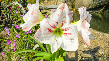 Obraz na płótnie Canvas White lily flower