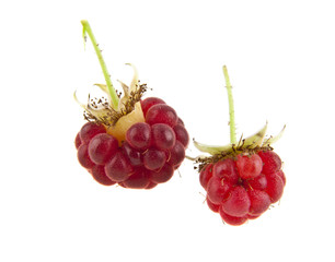 raspberries