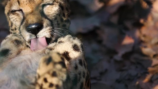 Cheetah licking its fur lying on the ground