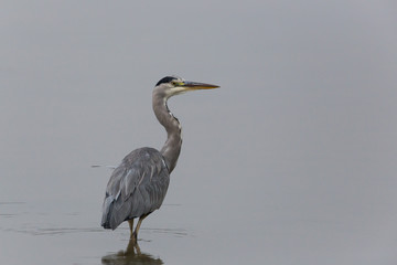 Portrait of grey heron (Ardea cinerea) standing