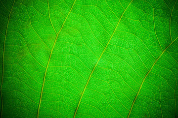 Green leaf pattern closeup background. leaves for background.