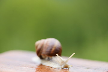 escargot de bourgogne