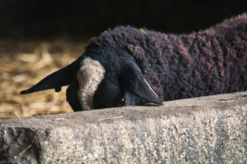 Black sheep hiding halfway behind wall, looking over it.