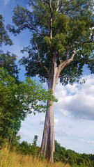 Fototapeta na wymiar Big Tree n Cambodia