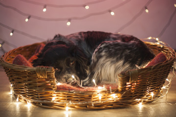 Sleepy dog with Christmas lights in a wicker basket