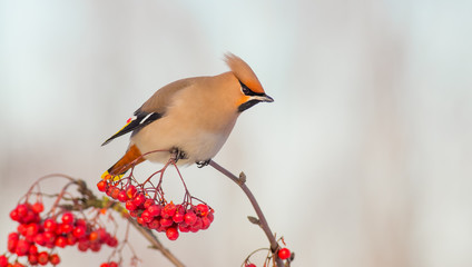 Bohemian Waxwing - Bombycilla garrulus