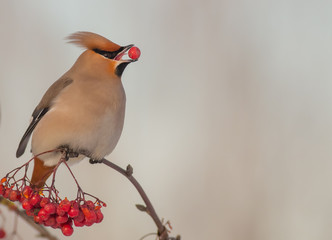 Bohemian Waxwing - Bombycilla garrulus