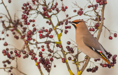 Bohemian Waxwing - Bombycilla garrulus
