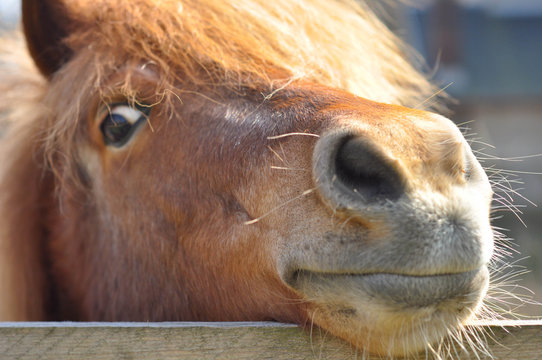 Neugieriges Pferd m&ouml;chte spielen