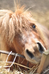 Neugieriges Pferd möchte spielen © markus