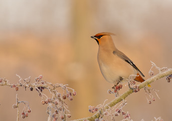 Bohemian Waxwing - Bombycilla garrulus