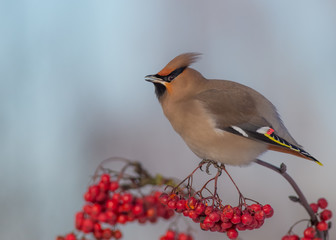 Bohemian Waxwing - Bombycilla garrulus