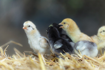 Cute chicks on nature background