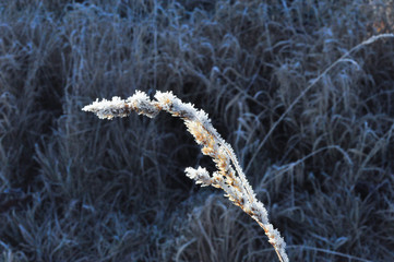 Der Frost hinterlässt seinen Spuren 