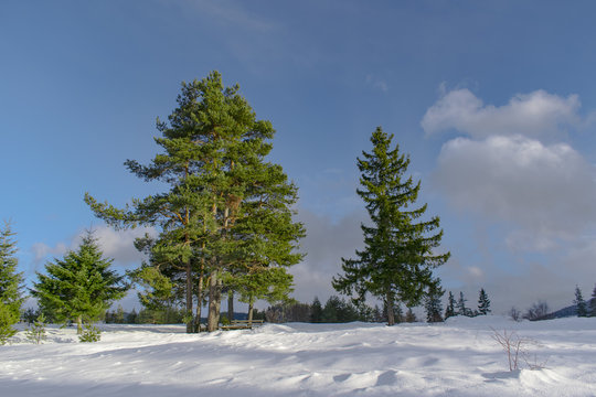 Trees and winter