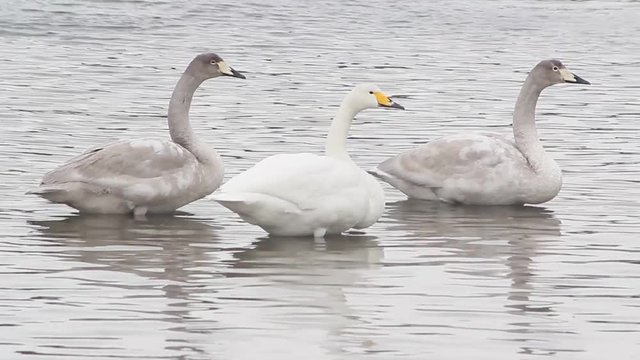 北海道　有珠湾の白鳥