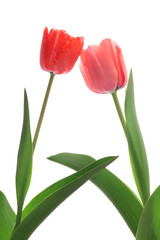 赤と桃色のチューリップ