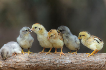 Cute chicks on nature background