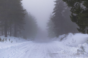 Foggy winter road