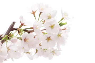 Foto op Canvas 桜のクローズアップ © haru