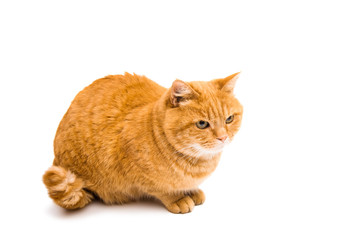 ginger cat isolated