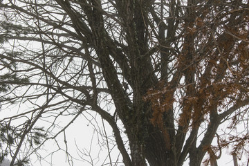 Bird in a tree branch