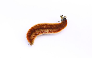 nettles brown pods with on white background (Mucuna pruriens).