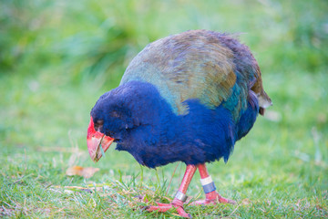 Poly eating a cracker