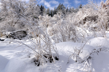 Winter landscape and trees