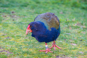 Takahe a rare flightless bird in new zealand
