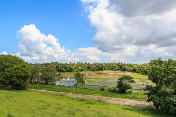 Fototapeta na wymiar Fields with crops of rice in Sri Lanka