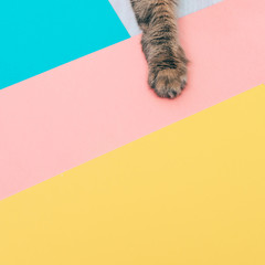 furry paw of a cat lying on colored backgrounds with negative space. minimal.