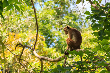 Sri-Lankan toque macaque