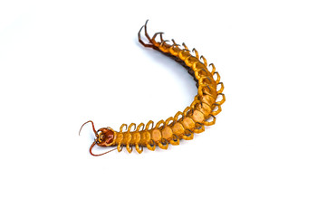 close up - centipede on white background