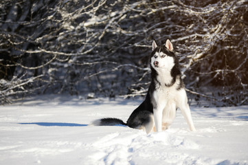 Male Husk outdoors in a snowy forest