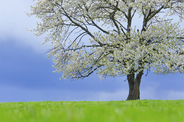 Spring cherry tree in blossom on green meadow under blue sky. Wallpaper in soft, neutral colors with space for your montage. Photo from clear, untouchable nature taken between april and may.