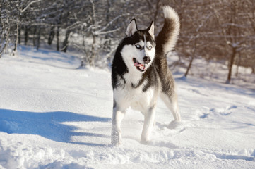 Male Husk outdoors in a snowy forest