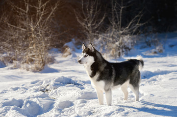 Male Husk outdoors in a snowy forest