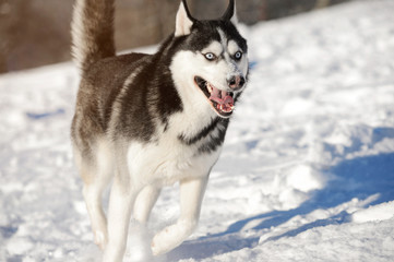 Male Husk outdoors in a snowy forest