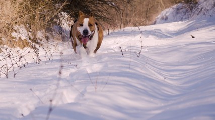dog running in snow