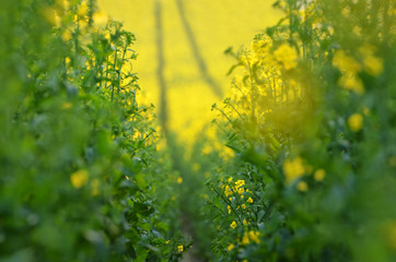 Blooming canola flowers on agricultural field. Rape in nature in spring. Bright Yellow oil. Flowering rapeseed. Photo with space for your montage