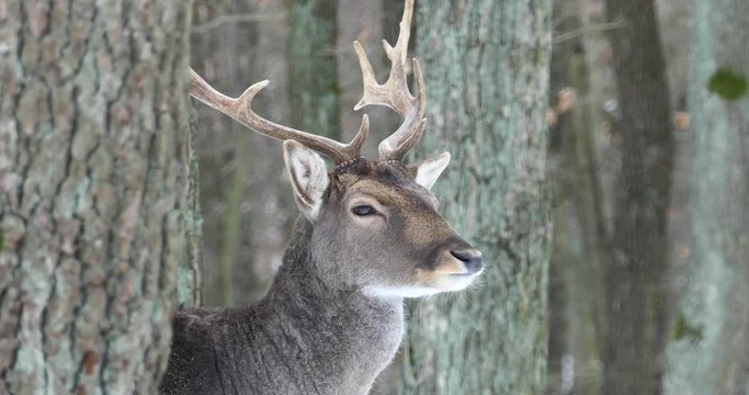 Group of fallow deer in the snow in a winter forest.
