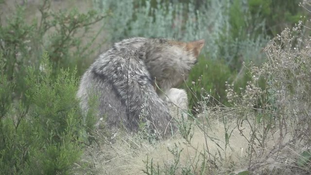 Wolf in the bush scratching