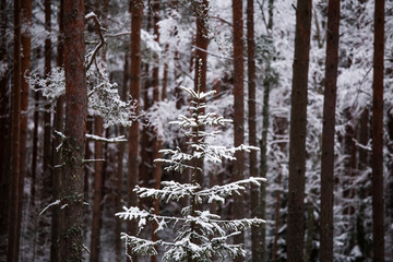 A beautiful winter landscape in nordic Europe, in gray, overcast day