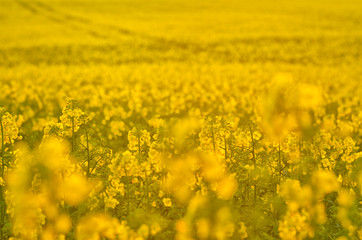 Obraz premium Blooming canola flowers on agricultural field. Rape in nature in spring. Bright Yellow oil. Flowering rapeseed. Photo with space for your montage