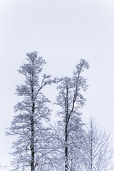 Fototapeta na wymiar A beautiful winter landscape in nordic Europe, in gray, overcast day