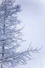 A beautiful winter landscape in nordic Europe, in gray, overcast day