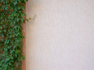 The Green Creeper Plant on the Wall