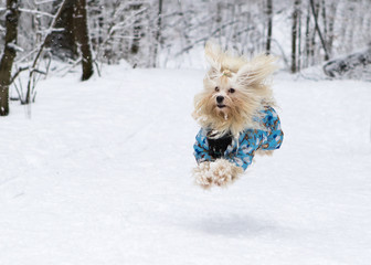 happy havanese dog in snow