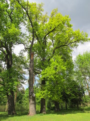 Colorful trees in the park